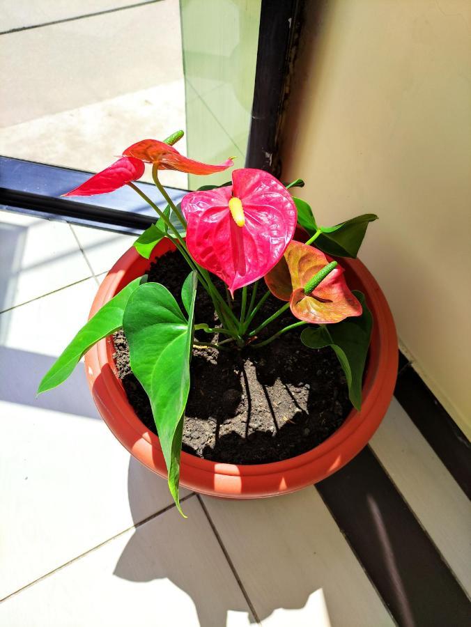 Hotel Tambopata Inn Puerto Maldonado Extérieur photo